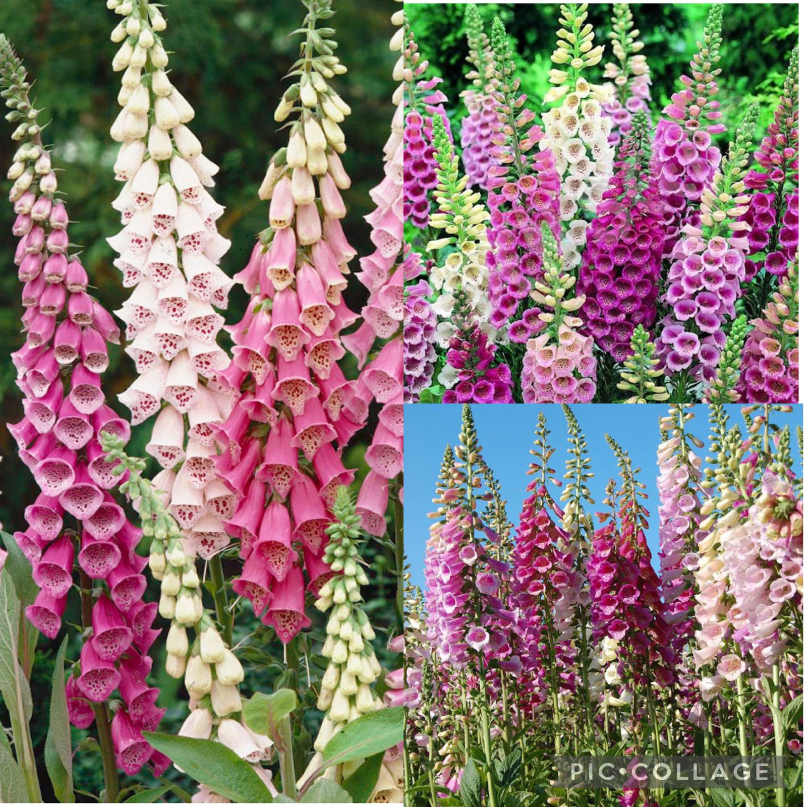 500+ SEEDS Foxglove Mixed Colors | Biennial Flower