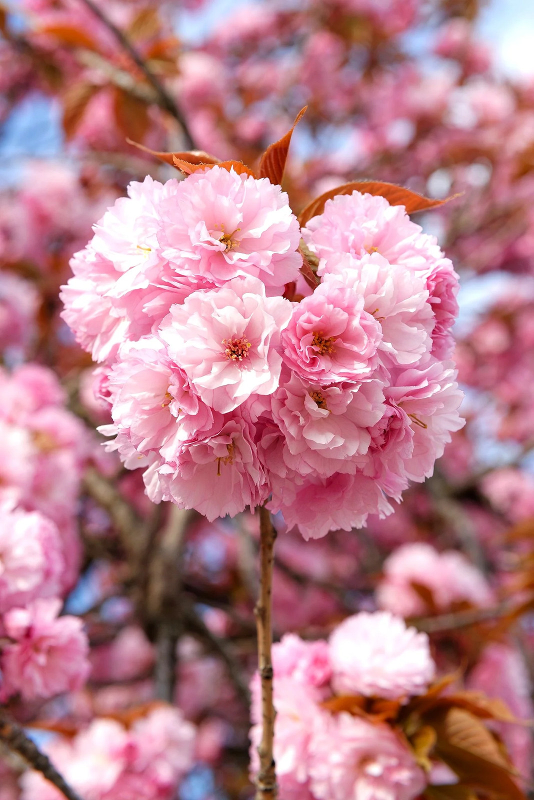 Japanese Cherry Blossom Tree Seeds – For 2026 Planting Sakura Pink Flowering