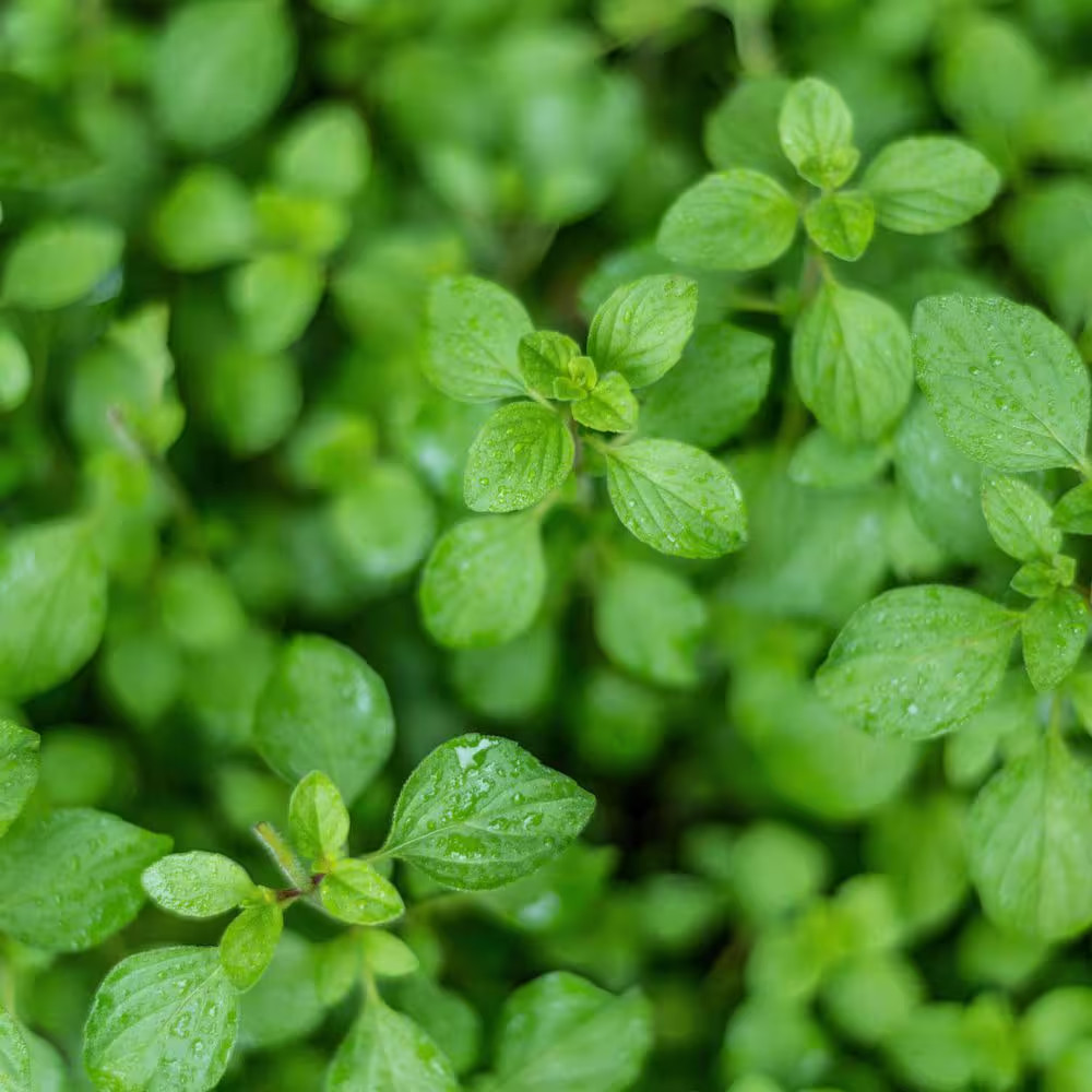 19 Oz. Greek Oregano Herb Plant (2-Pack)
