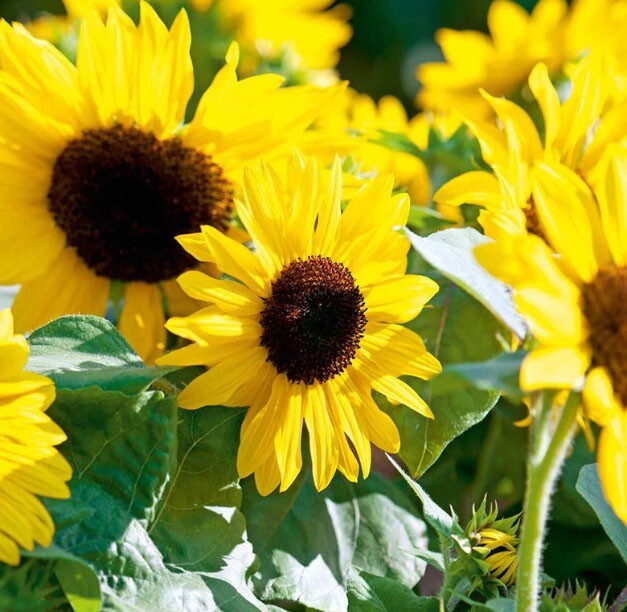 Sunflower HENRY WILDE Yellow Multiple Blooms Birds, Bees & Butterflies 100 Seeds