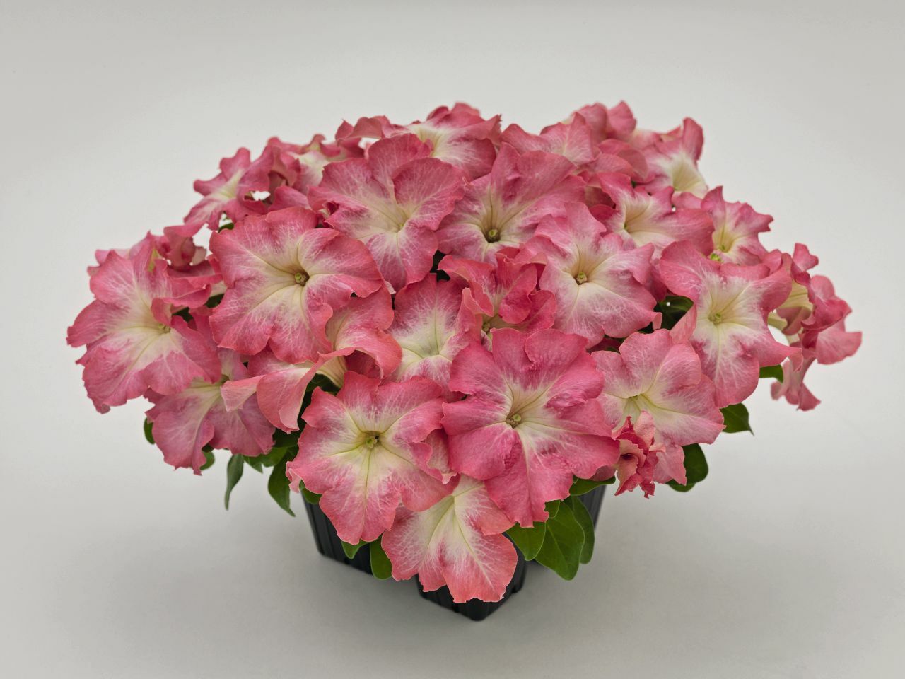 Petunia Success HD Salmon Morn 50 Pelleted Petunia Seeds