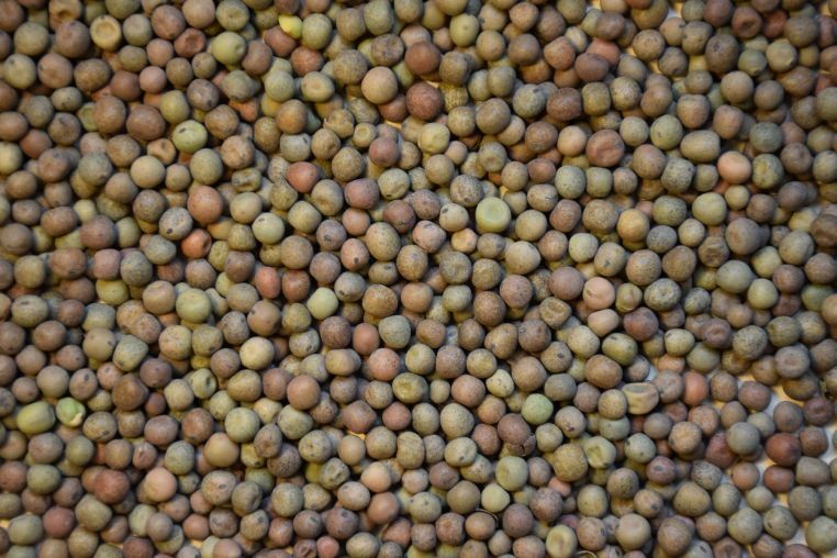 10 # LB Pound Austrian Winter Peas Field Open Pollinated Non GMO USA Cover Deer