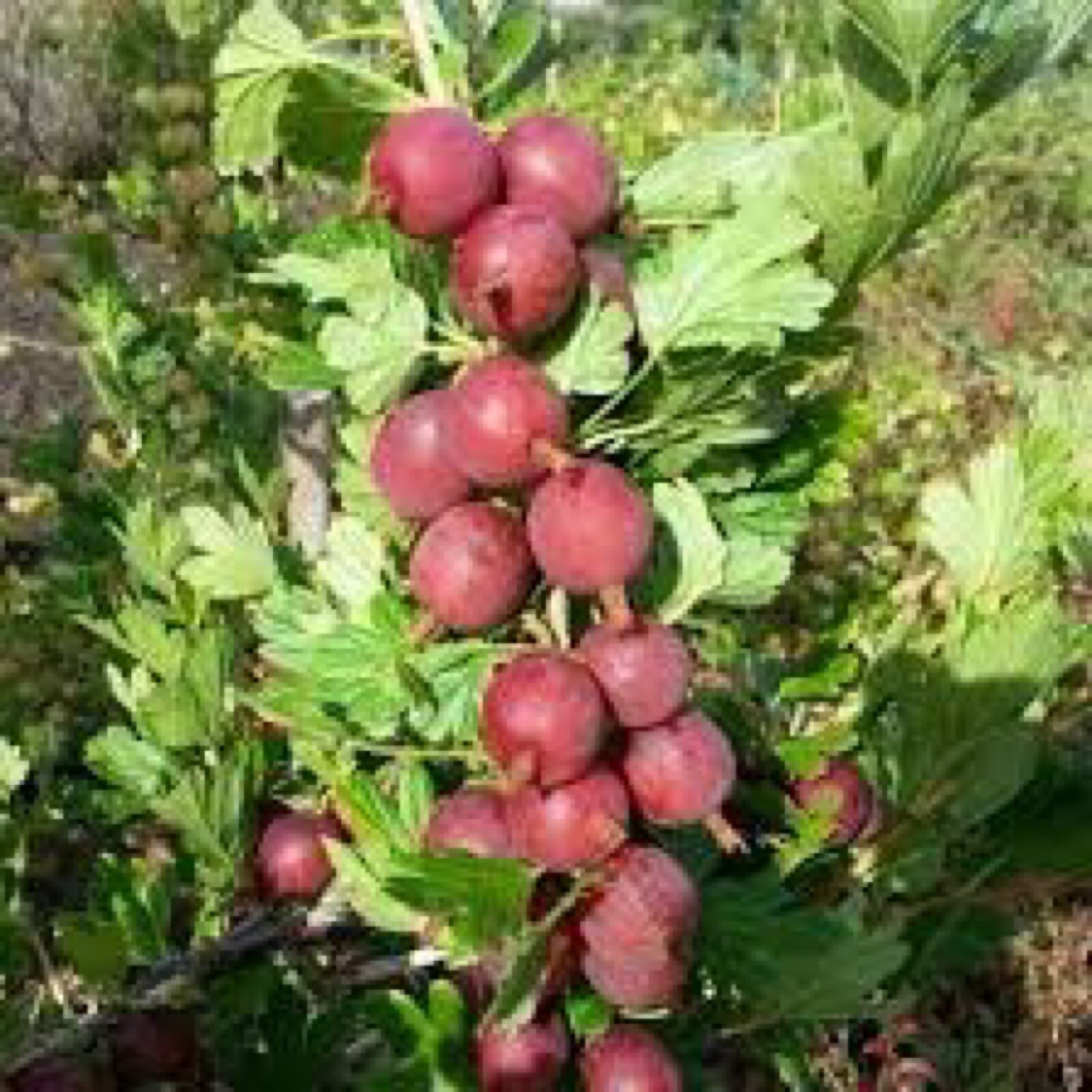 Captivator Red Gooseberry Plant well rooted starter plant 6-12 inches tall