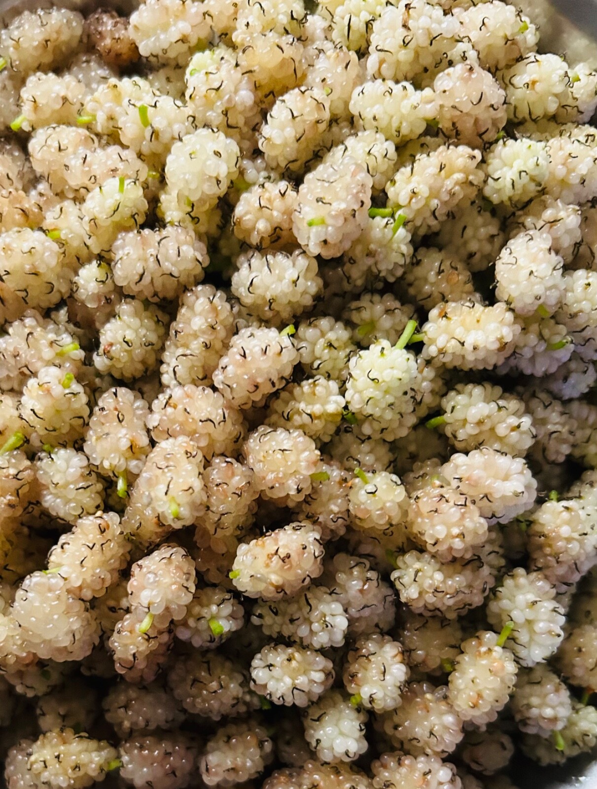 60+Organic Home Grown White Mulberry Tree Seeds Orchard Fruit Plant Harvest 2025