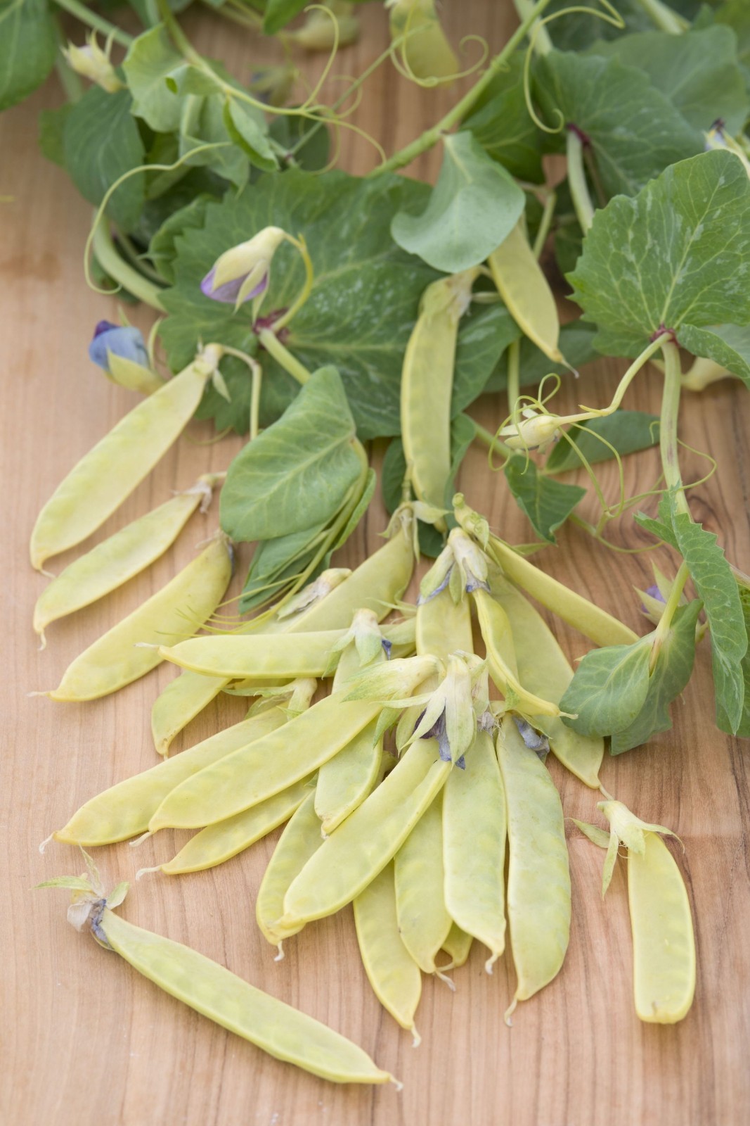 Yellow Pea Seeds (30) / Bush Bean / Rare / cool weather