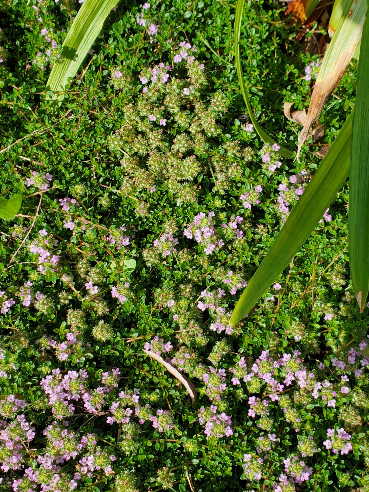 Depression: Self-help collectible gift card with Thyme seeds attached as a gift