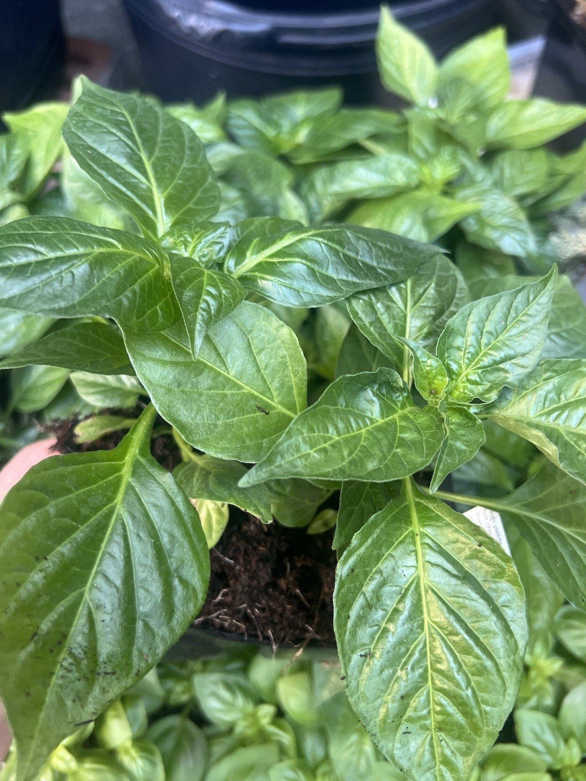 2 Extremely Hot Wiri Wiri Pepper Plants 225,000 SH