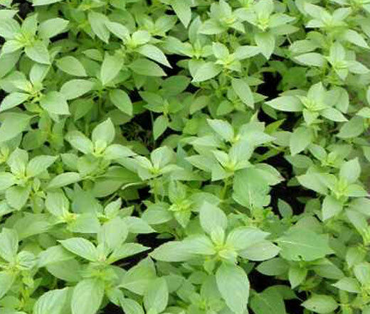 1oz Lemon Basil Seeds Culinary Garden Herb Heirloom (Approx 21,000 Seeds)