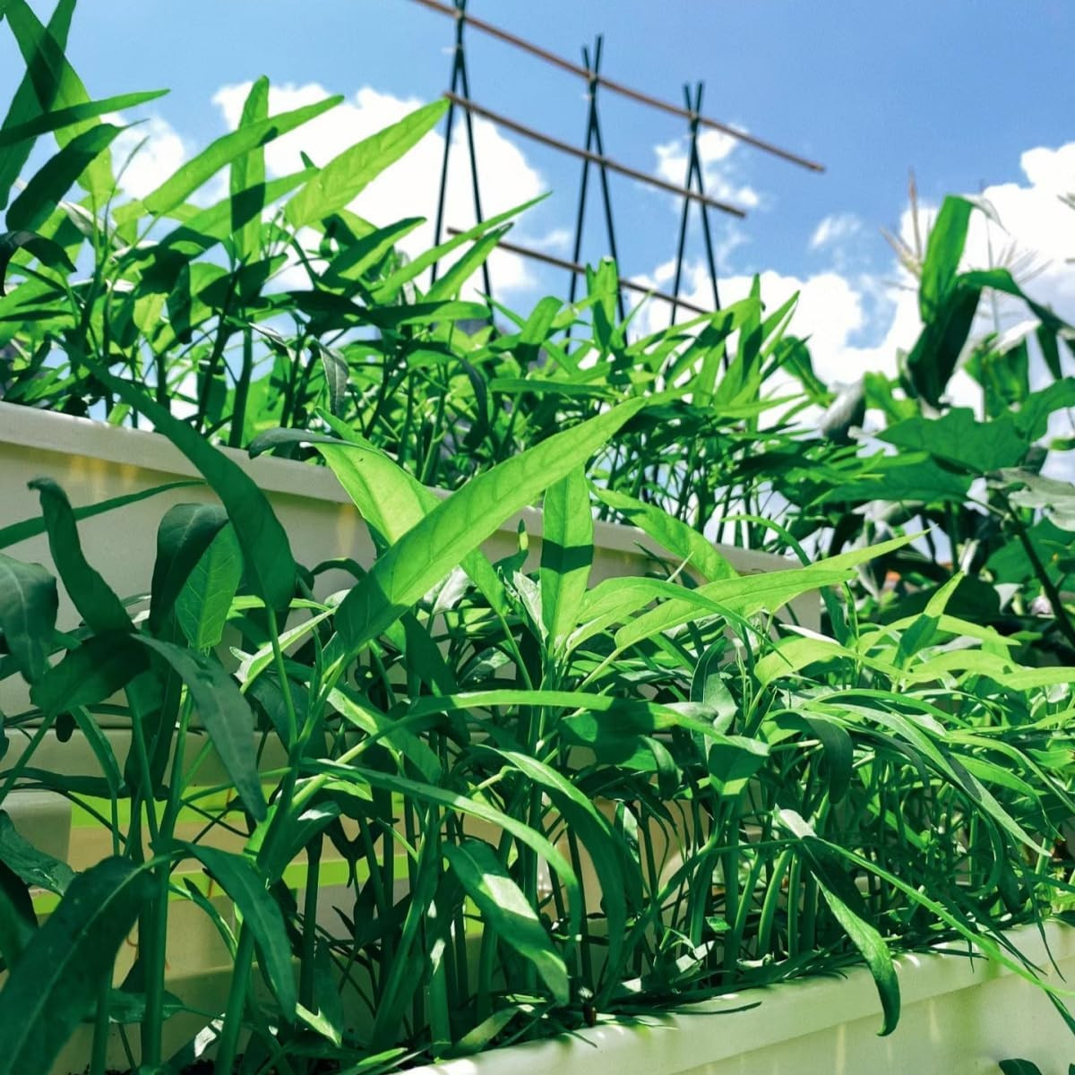 500+ Non-GMO Water Spinach Seeds for Delicious Garden Greens – Kangkong