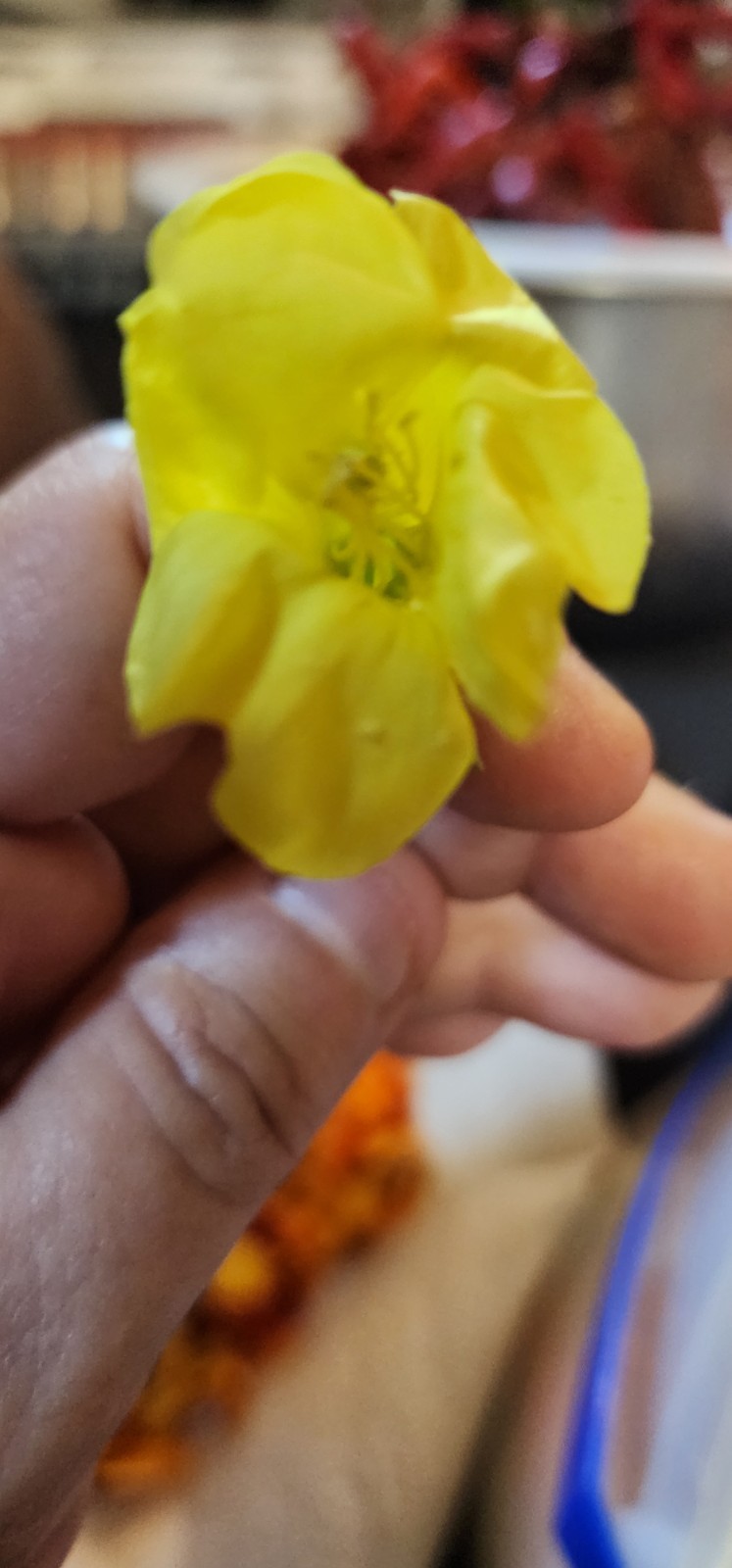 10 Plus Yellow Common Evening Primrose Seeds | Non-GMO | Flower Seeds