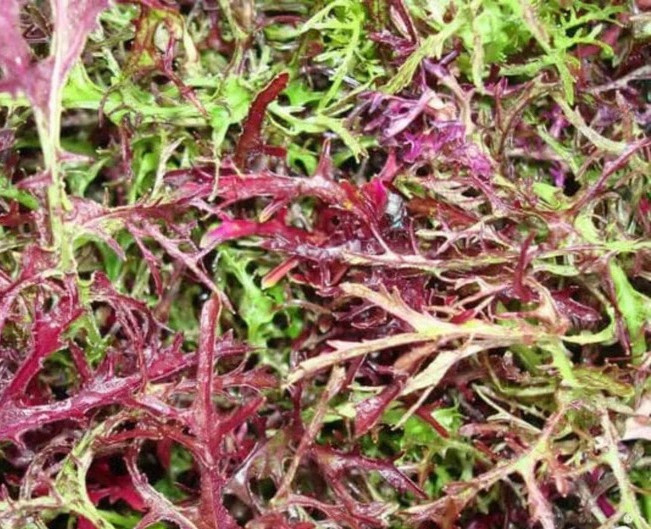 Mizuna Red Streaks Mustard Seeds – 1/4 Tsp. (1000-1200 seed count)