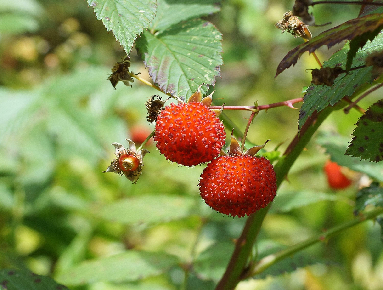 20 AUSTRALIAN RASPBERRY Queensland Atherton Rubus Probus Berry Fruit Shrub Seeds