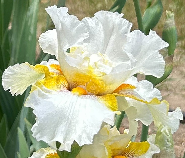 ‘Goldkist’ iris rhizome + gift, combined shipping $1 each additional