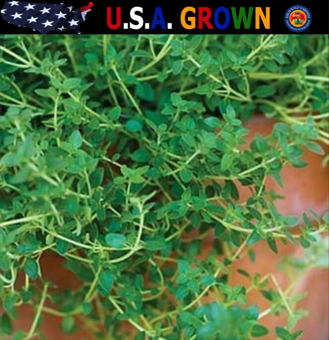 1oz Thyme Seeds Common Garden Culinary Herb Heirloom (Aprx 100,000 Seeds)