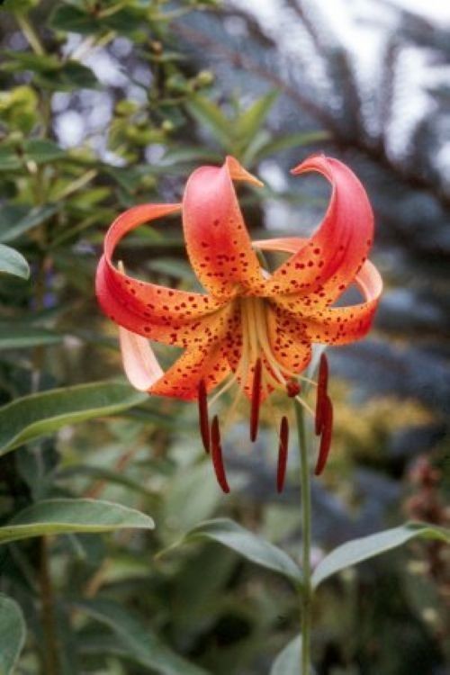 Turk’s cap lily (Lilium superbum) Large#1 size, larger than our #2 size, see pix