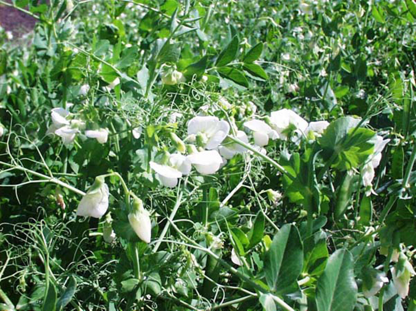 10 # LB Pound Austrian Winter Peas Field Open Pollinated Non GMO USA Cover Deer