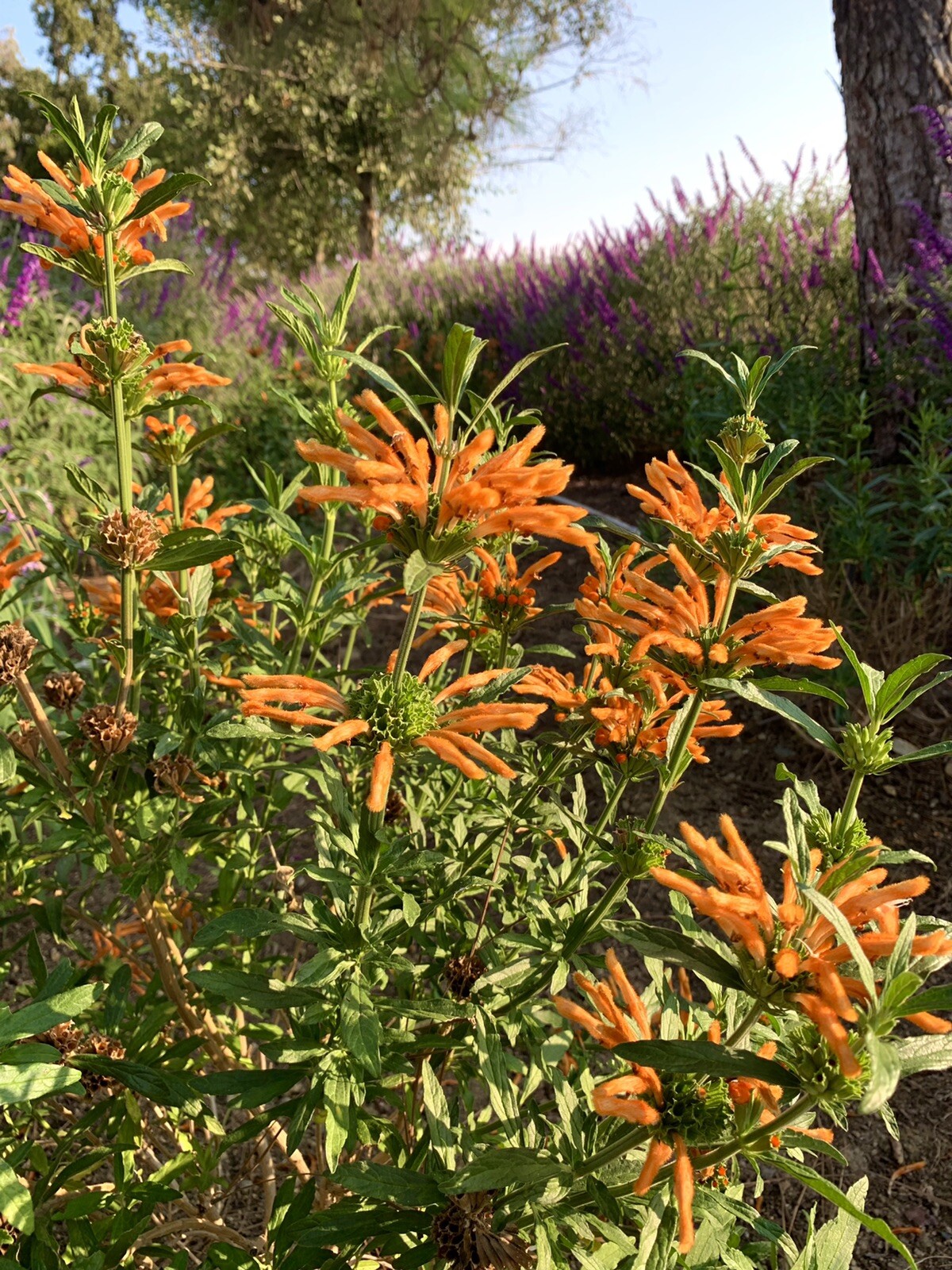 Lion’s ear/ Leonotis Leonurus/ Wild Dagga – 50 seeds 2024 – USA