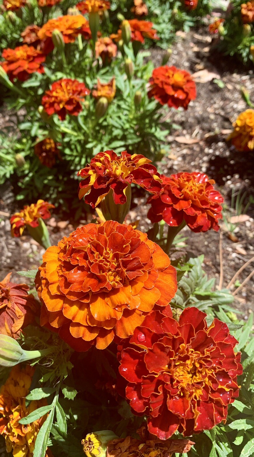 Mixed Red-Orange-Yellow French Marigold, Tagetes Patula – 100 seeds 2024 – USA