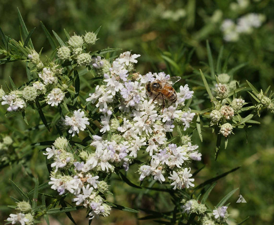 1000 Slender Mountain Mint Flower Seeds Pycnanthemum tenuifolium