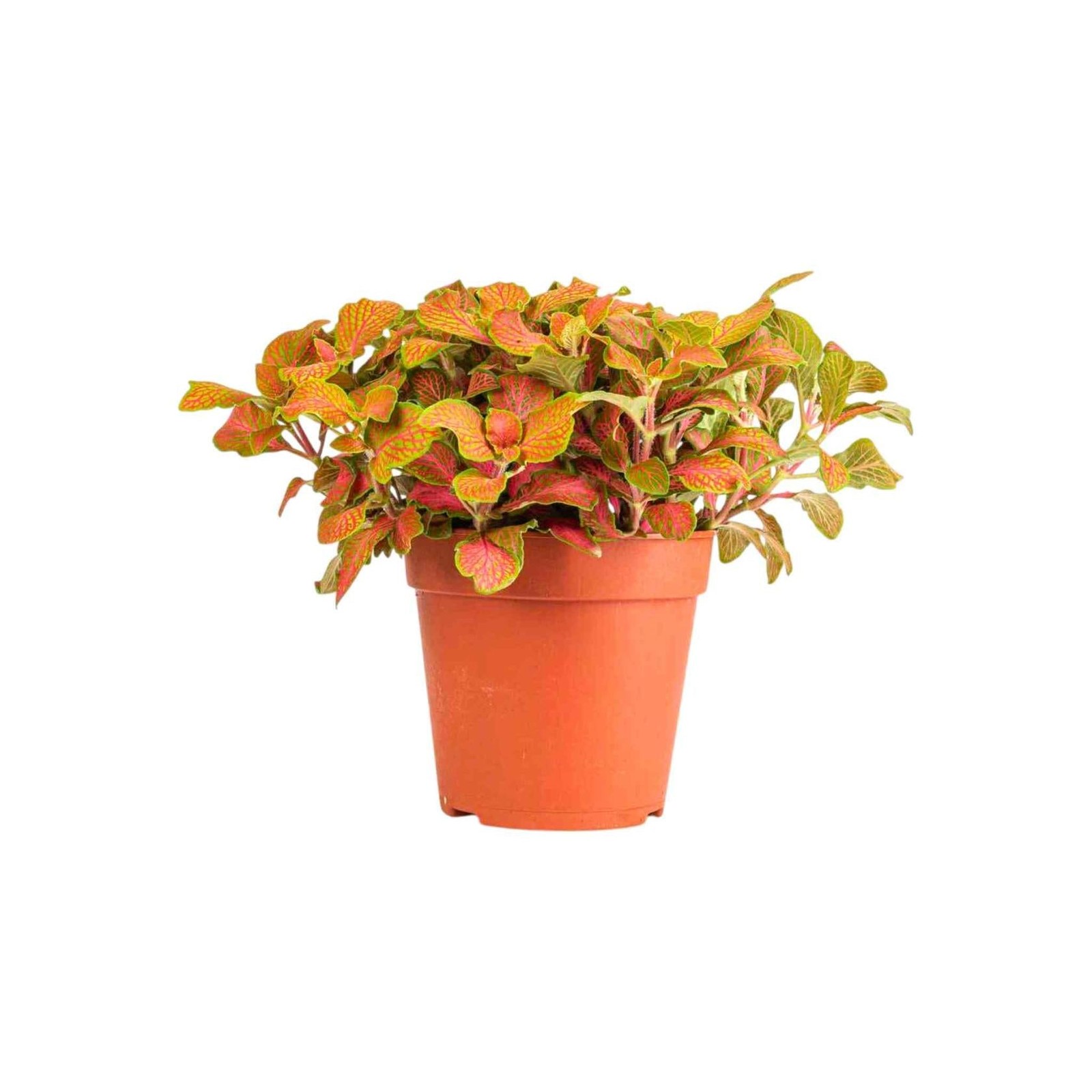 Fittonia Skeleton Live Plant with Striking Foliage for Terrariums and Low Light