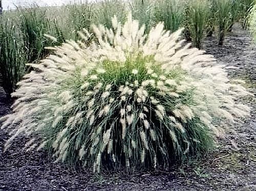 30 WHITE FOUNTAIN GRASS Pennisetum Villosum Ornamental Flower Seeds *Flat Ship