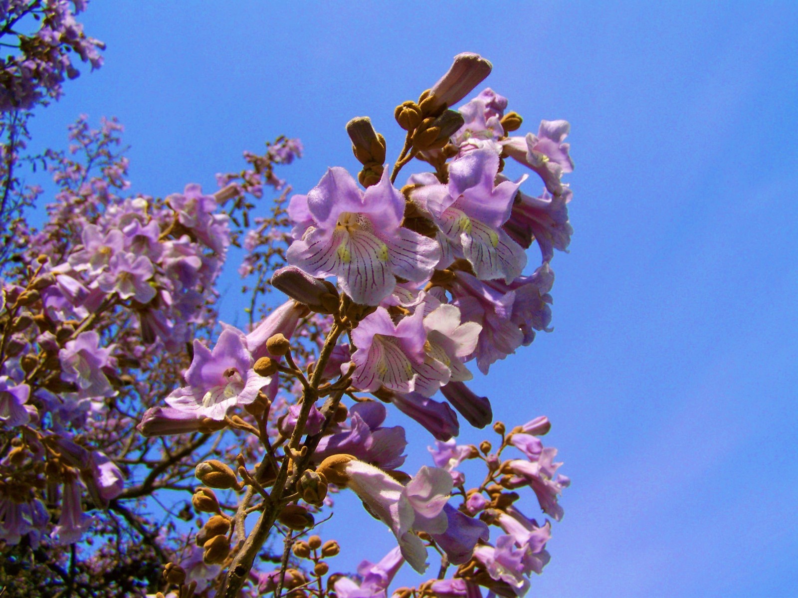 Paulownia tomentosa Empress Tree 40 Seeds A Show of Pale Violet Flower Clusters