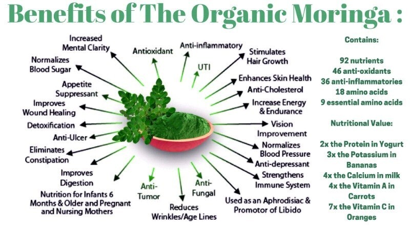 20 FRESH Moringa Oleifera Tree Seeds for Planting Organic NON-GMO Fast Growing