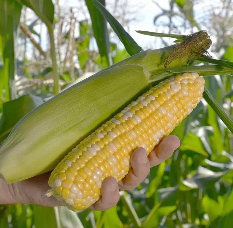 1000+ Peaches and Cream Sweet Corn Seeds – Organic – Hybrid – Non Gmo — FRESH