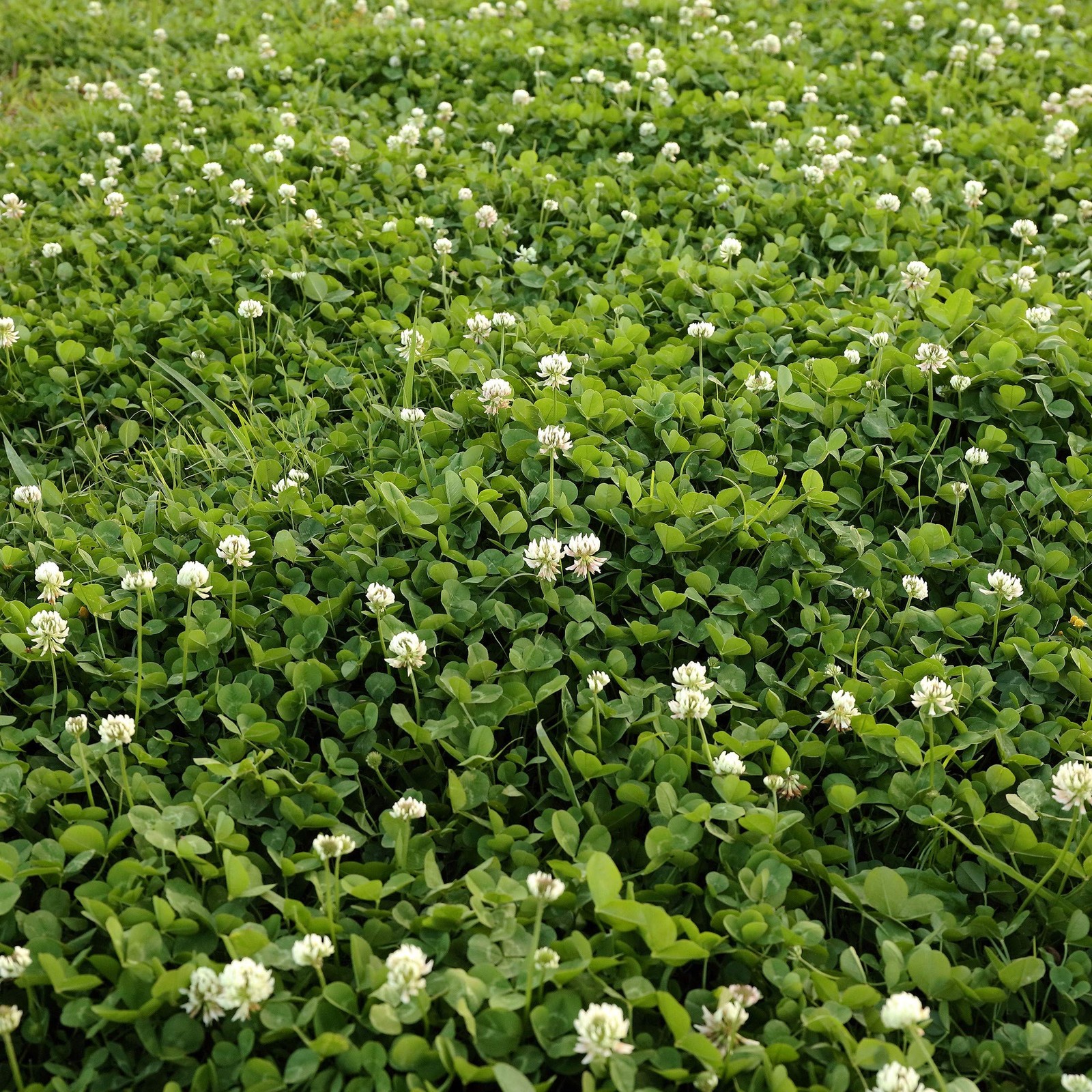 Perennial White Dutch Clover Seed 2 lbs. Nitrocoated, Inoculated Clover Seed…