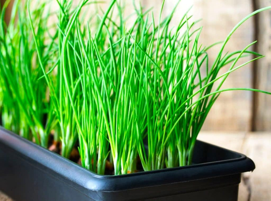 Bunching Green Onion Seeds Scallions about 300 Non-Gmo Seeds for Planting