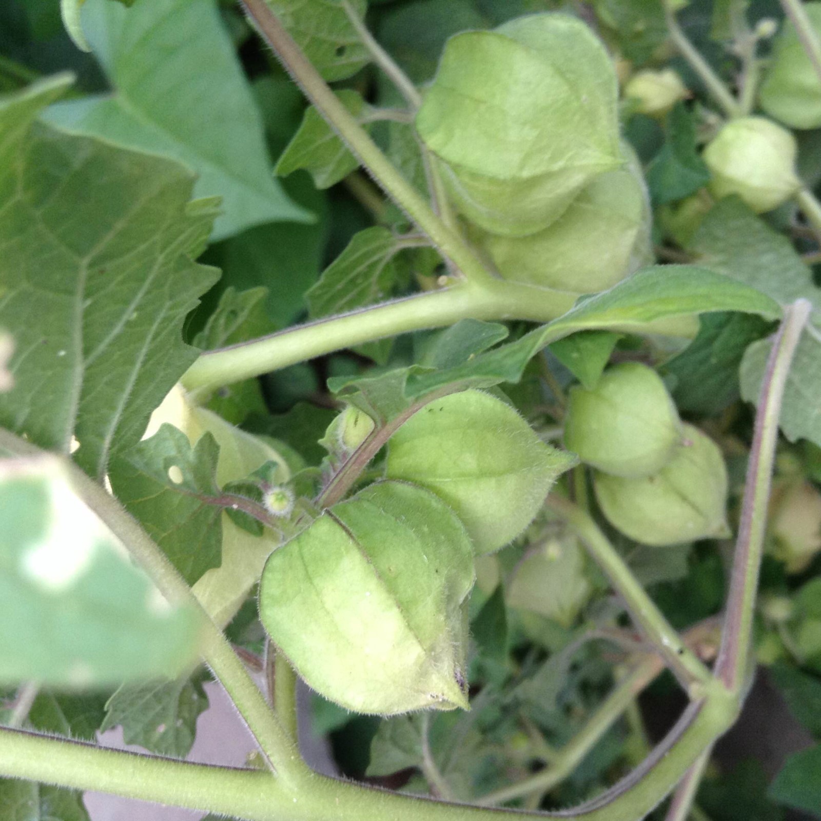 Rare CAPE GOOSEBERRY 100 SEEDS Medicinal Heirloom Physalis Peruviana US Seller