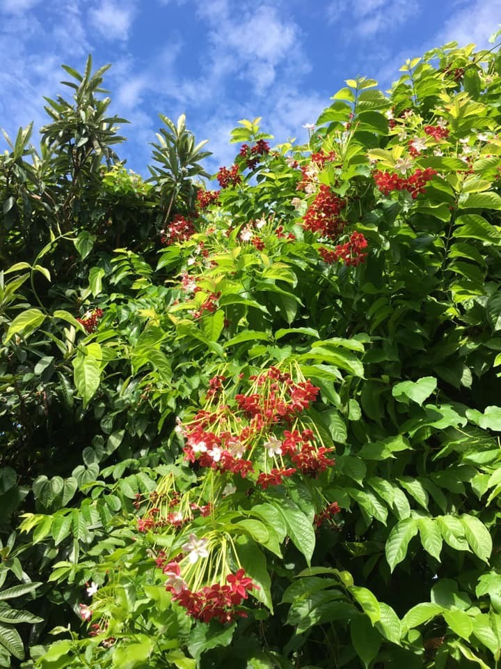 Combretum indicum Rangoon creeper Single flower live plant