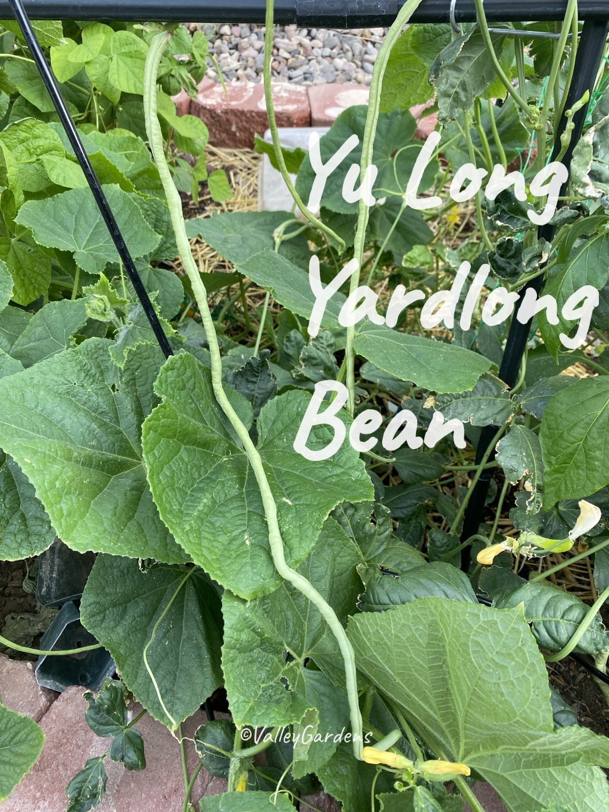 🌱 Heirloom Yu Long Yardlong/Asparagus Bean 20 Seeds