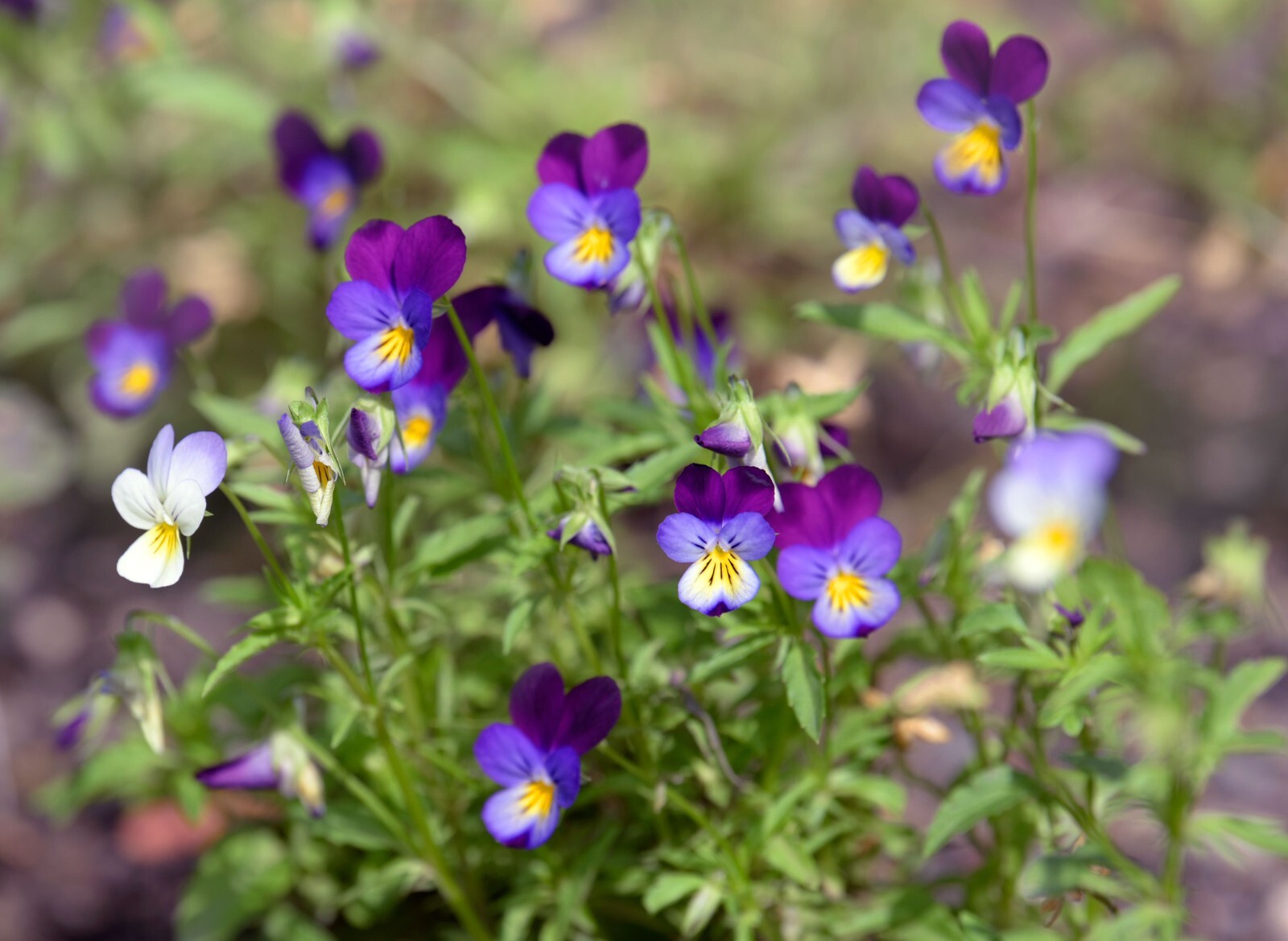 Johnny Jump Up Wildflower Seeds, Helen Mount, Tickle My Fancy, Heartsease