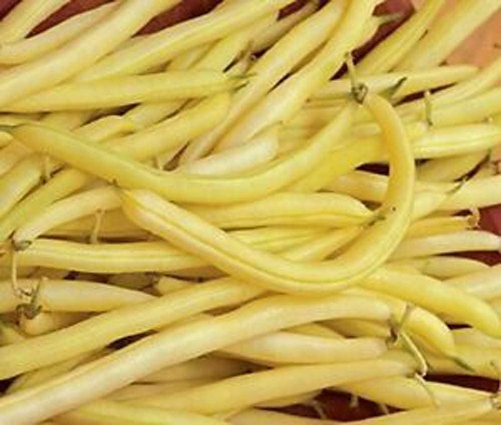 Bean Gold Rush Wax Bean Seed ,”COOL BEANS N SPROUTS” Brand. Home Gardening.