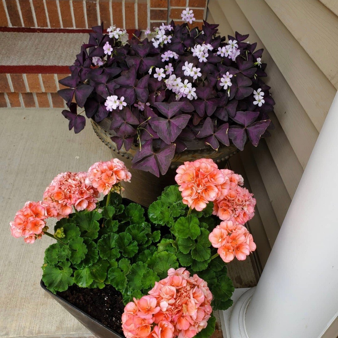 30 – Oxalis Tringularis, Purple Shamrock,Love Plant, Good Luck Plant – bulbs