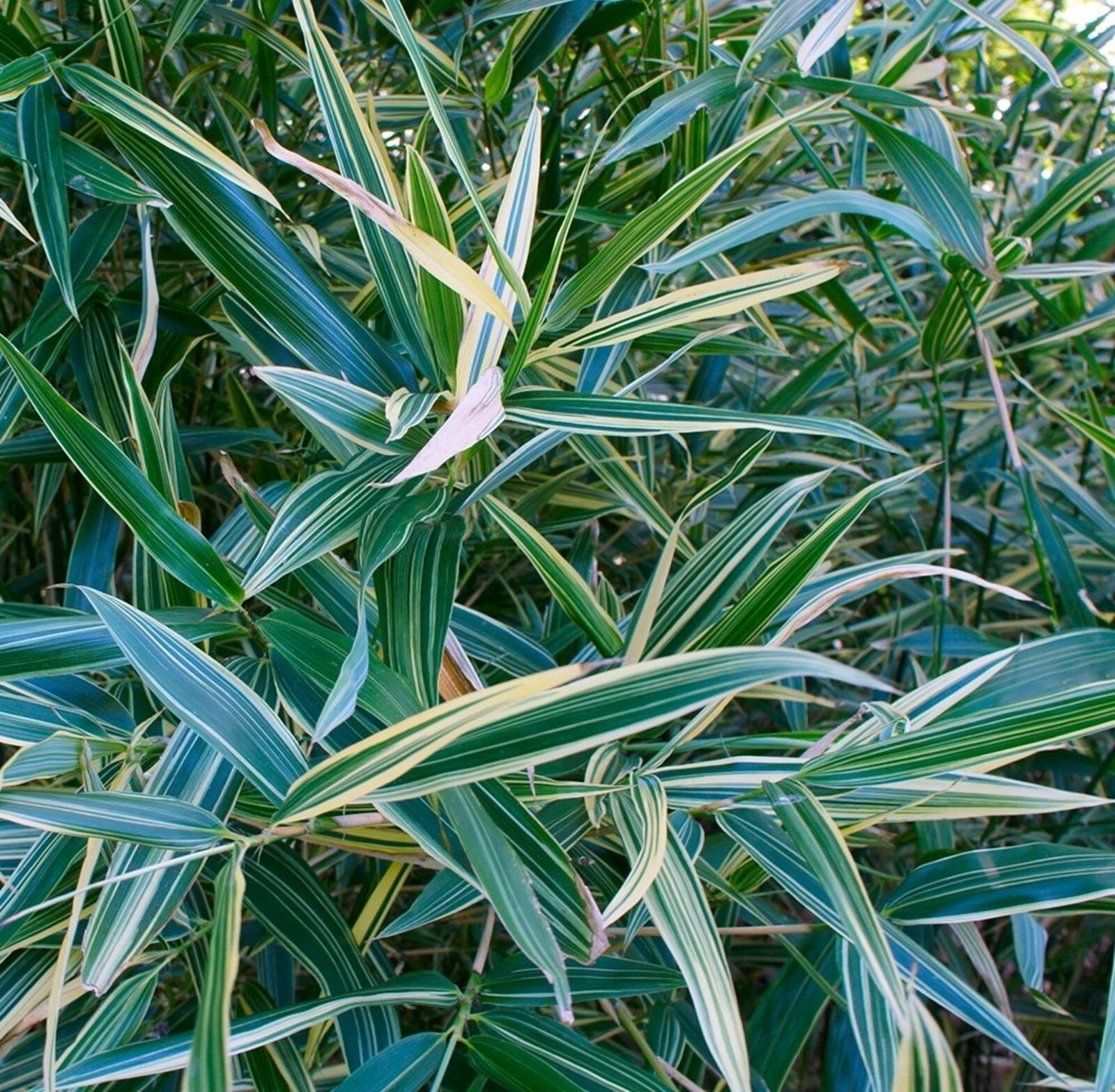 100 Shiroshima Variegated Bamboo Seeds Perennial Ornamental US SELLER