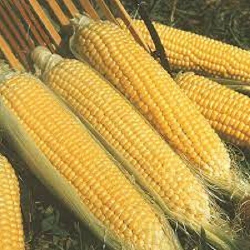 Premium Kandy Korn SE Sweetest corn on the market! No isolation necessary!
