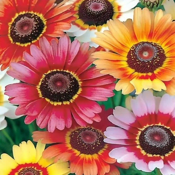 500-5,000 Painted Daisy Chrysanthemum carinatum Seeds EZ 2 Grow, Prolific Blooms