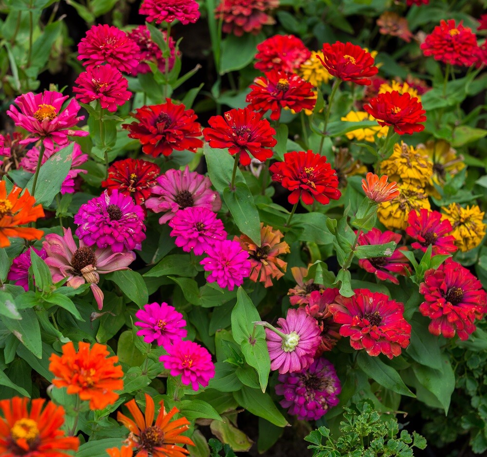 Zinnia Flower Seed Mix | Non-GMO | Heirloom | Fresh Flower Seeds