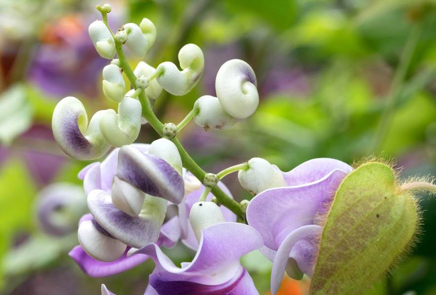 Snail Vine Seeds ~ Vigna Caracalla ~ Fragrant ~ Garden ~ Exotic ~ Unique ~