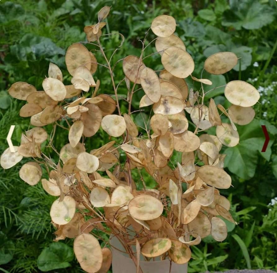 150 Seeds of Lunaria Money Plant – Attractive, Non-GMO & Pollinator Friendly