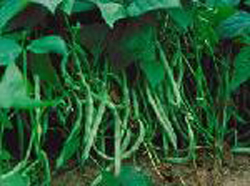 Bean Seeds, Bean Seeds Mix Garden Top 5 Collection, Heirloom Seeds, 5 T