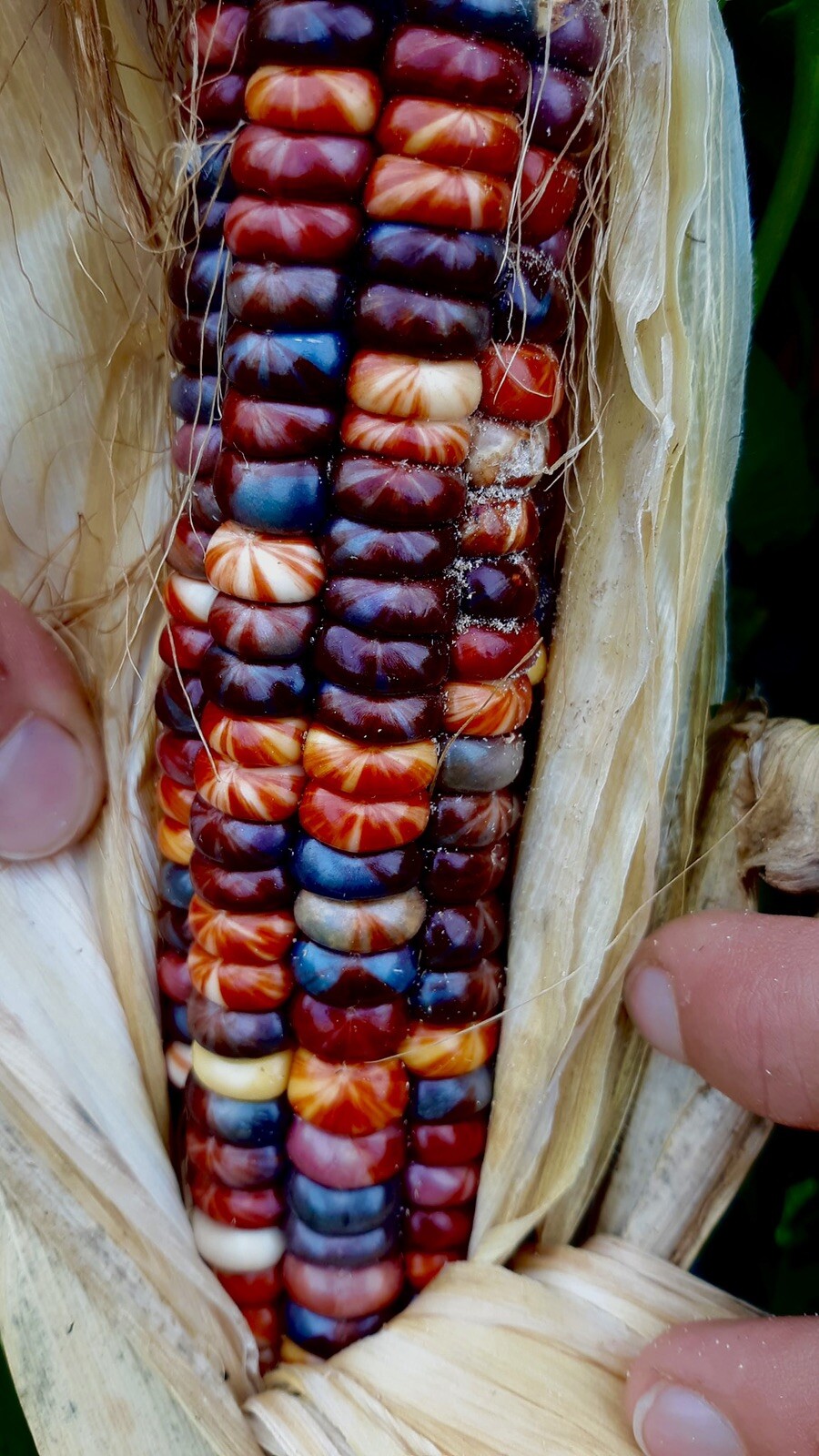 25 Painted Mountain Corn Seeds . Organic . Vibrant. Rare. Non Gmo. Annual .