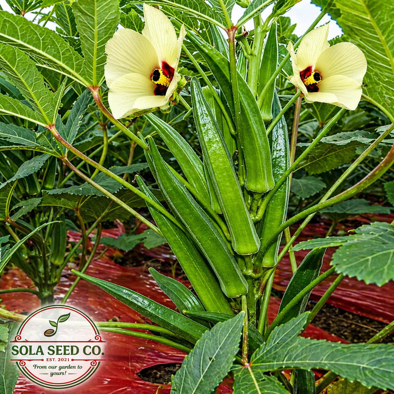 50 Southern Hauler Okra Seeds. Plant Selection for Vigor and Production. Non-GMO