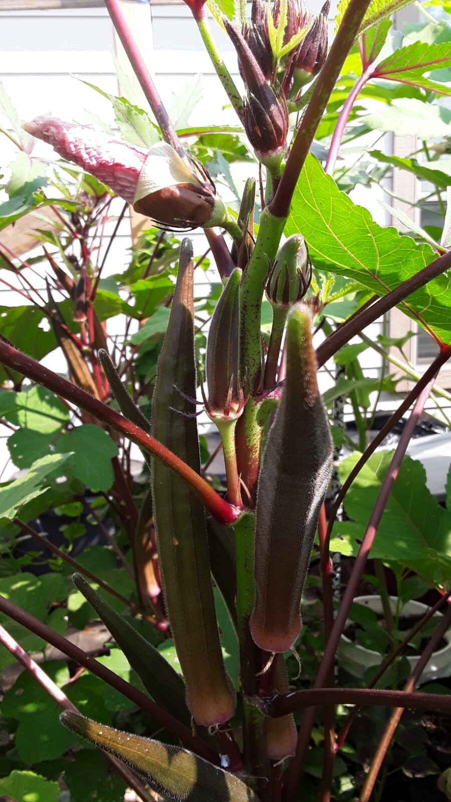 100 Red Burgundy Okra Seeds Super Prolific Healthy and Very Tasteful NON-GM