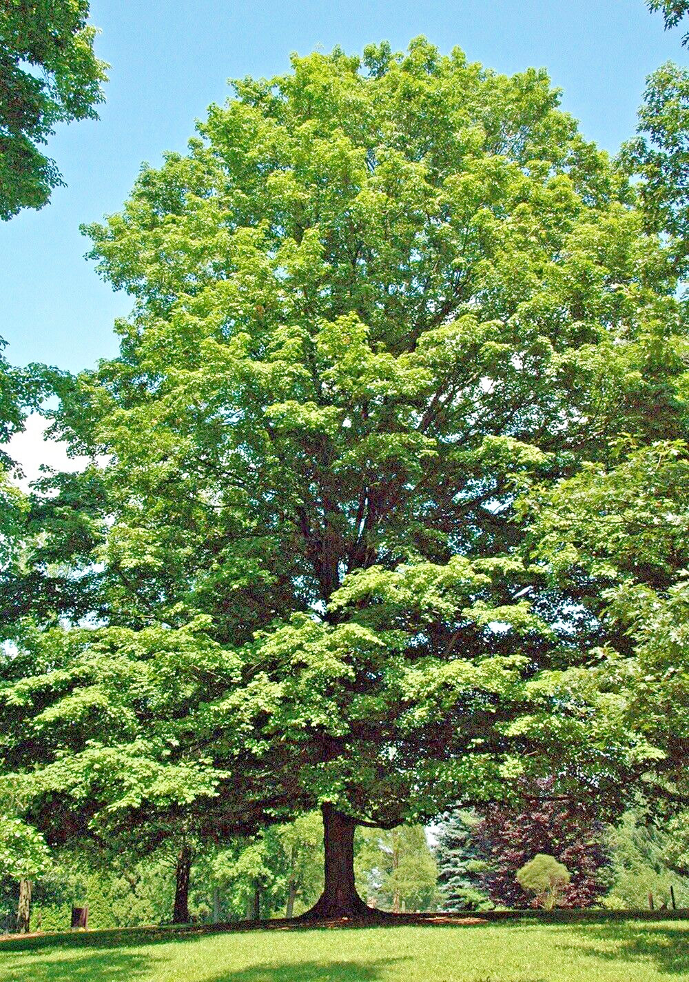 Southern Sugar Maple Tree | Premium Seeds | Acer saccharum ‘Summer’ | Plants’®