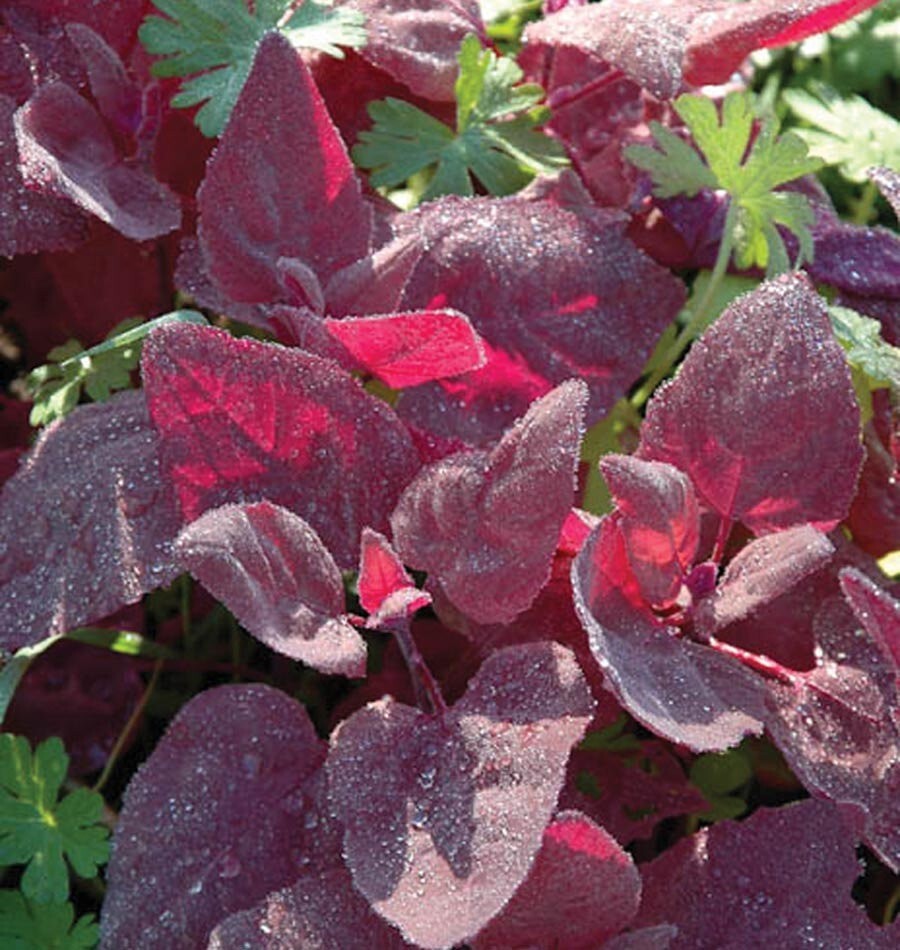 Red Fire Orach Seeds 100+ French Mountain Spinach Vegetable NON-GMO USA FREE S&H