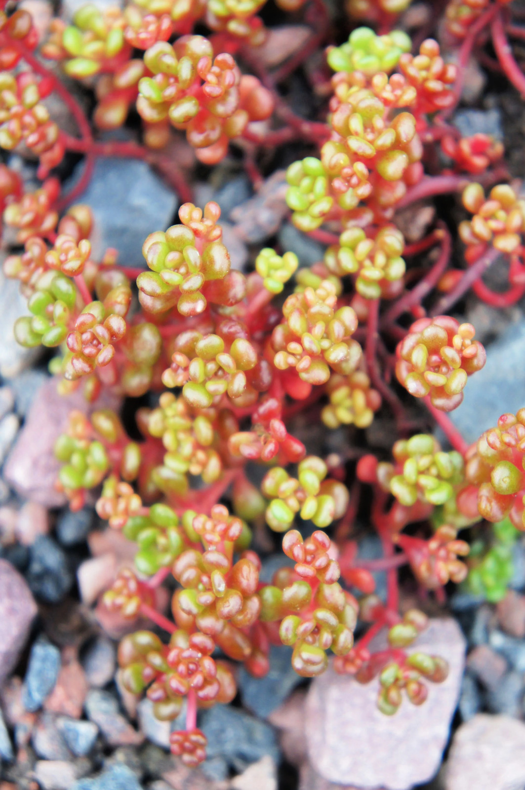 150 MIXED SEDUM Stonecrop Succulent Groundcover Red Pink Purple + Flower Seeds
