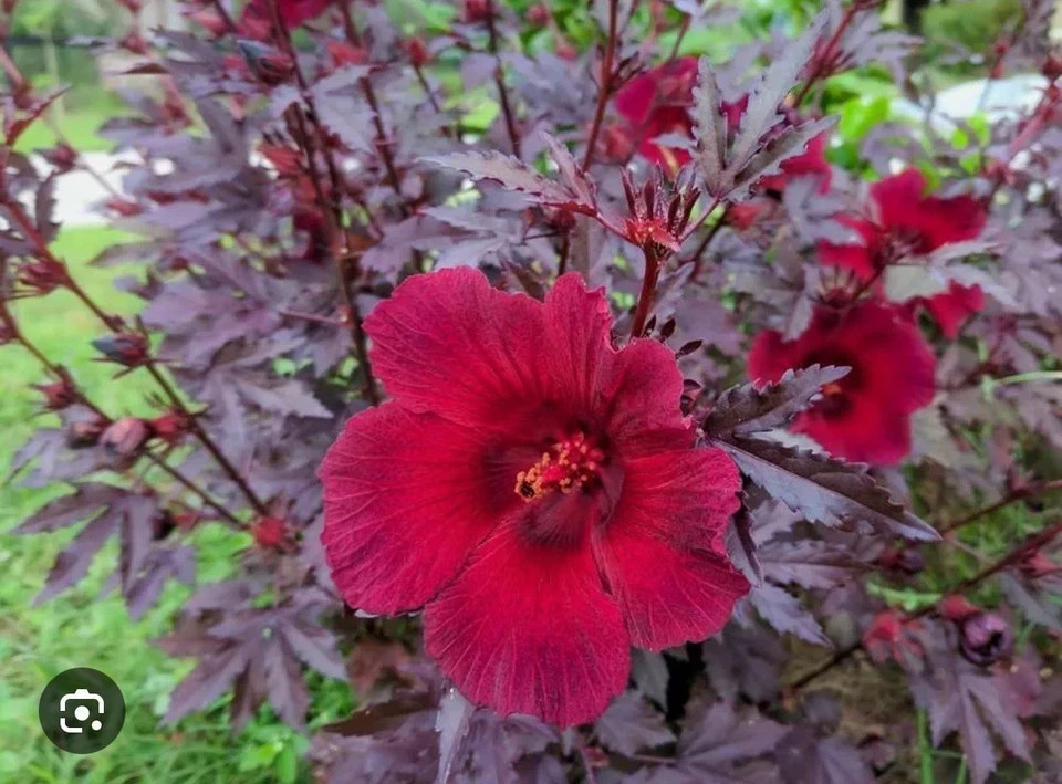 Mahogany Splendor Red Leaf Hardy Hibiscus-SMALL ROOTED STARTER Plant